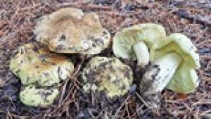 Tricholoma equestre