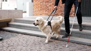 Persona con un bastón  y un perro guía