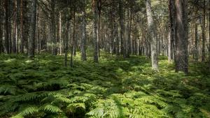 La Comunidad de Madrid presenta la ruta turística Los 14 Imprescindibles de la Sierra de Guadarrama Imagen de la Sierra de Guadarrama