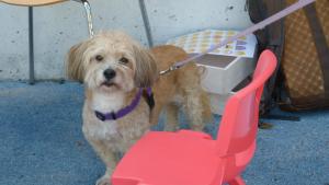 Intervenciones asistidas con animales