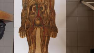 Lámina de Anatomía Humana después de la restauración Lámina de Anatomía Humana
