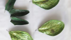 Modelo didáctico de la flor de Rumex