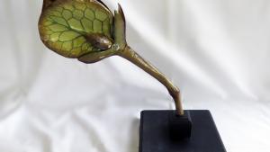 Modelo didáctico de la semilla de la flor de Rumex
