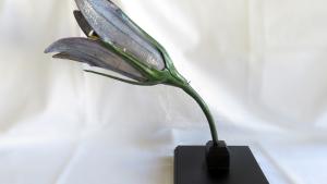 Modelo didáctico de Campánula
