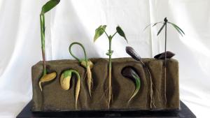 Modelo didáctico de la germinación
