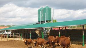 Vacas juntas en el CENSYRA