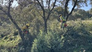 Retenes forestales trabajando