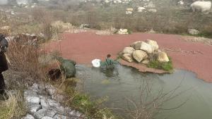 Profesionales retirando helecho de agua 
