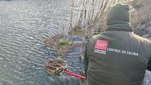 Profesionales retirando helecho de agua 