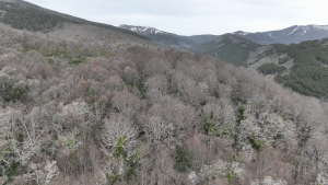 Imagen panorámica del hayedo