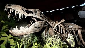 exposición Cazadores de dragones