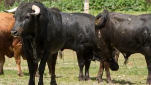 banner Los Pradillos