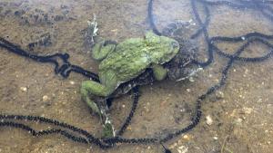 Parada 4: fauna habitando el humedal de la cantera.