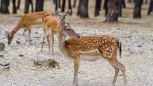 Gamo - PR Guadarrama