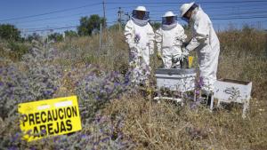 Apicultores abejas