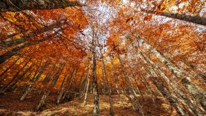 Otoño en el Hayedo de Montejo Hayedo de Montejo