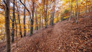 Otoño en el Hayedo de Montejo Hayedo de Montejo