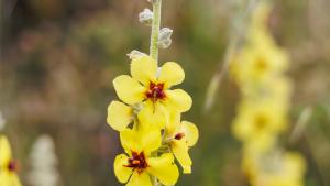flor Verbascum