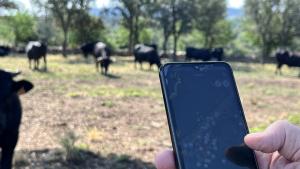 tecnología puntera de los pastos del ganado extensivo