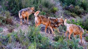Lobo español