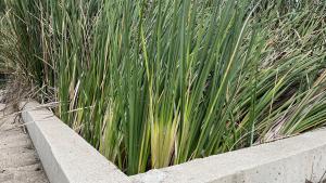plantas en un bancal