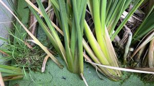 Primer plano de plantas