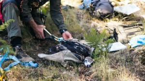 El Grupo de Intervención en Altura de los Agentes Forestales anilla crías de buitre negro