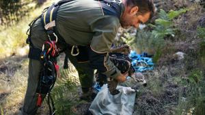 El Grupo de Intervención en Altura de los Agentes Forestales anilla crías de buitre negro