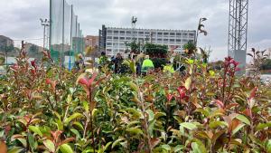 Entrega de plantas para la regeneración tras el incendio Tres Cantos