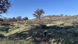 restauración de la superficie afectada por el incendio en el Monte de Viñuelas