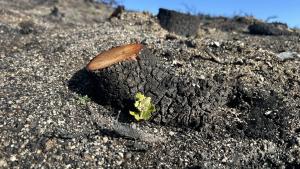 restauración de la superficie afectada por el incendio en el Monte de Viñuelas