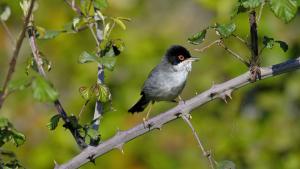 fauna en humedales