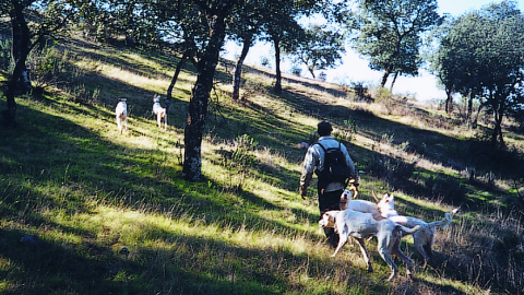 Cazador con perros cazando en el bosque