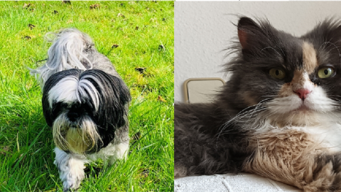 Programa mejores amigos