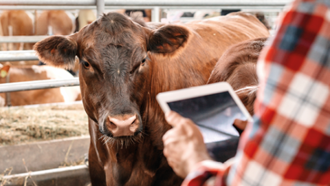 Imagen de vaca y ganadero con tablet