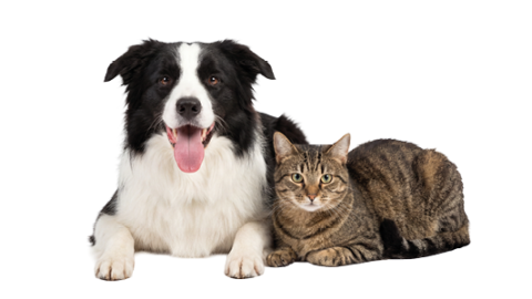 Imagen de un perro y un gato