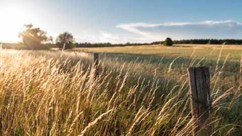 Paisaje agrícola