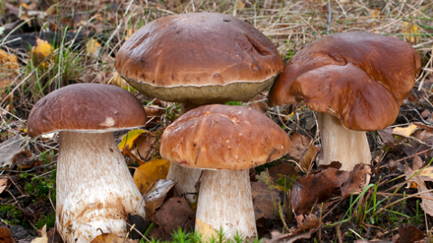 Boletus