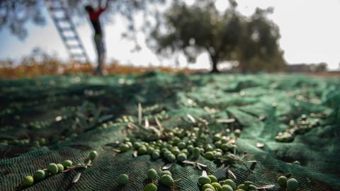 Olivos con aceitunas