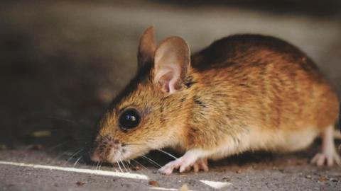 Infección por hantavirus Ratón pardo olisqueando el suelo
