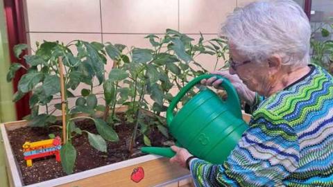 persona mayor cultivando
