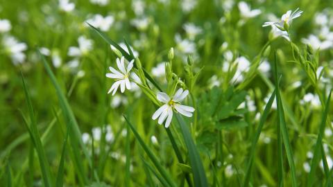 Detalle de campo con flores
