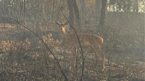 Especie afectada por el incendio de la sierra oeste de 2026