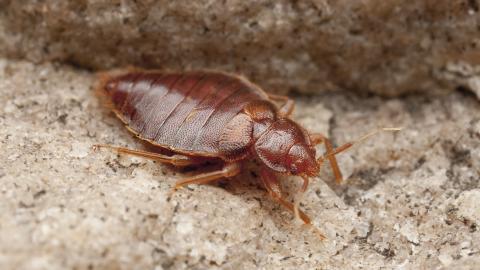 Imagen macro de un chinche