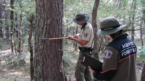 Agentes forestales realizando un inventario para un aprovechamiento de madera