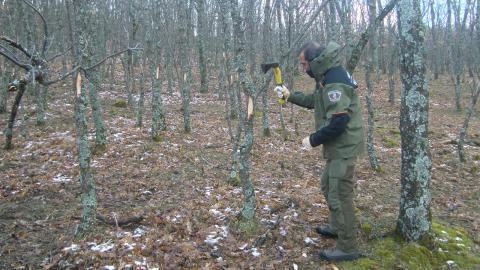 Agente Forestal marcando pies de roble para su aprovechamiento