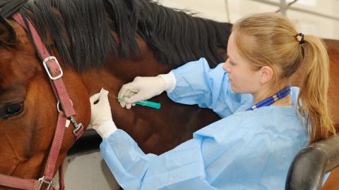 Veterinario con caballo