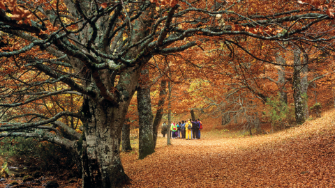 Centro de educación ambiental Hayedo de Montejo