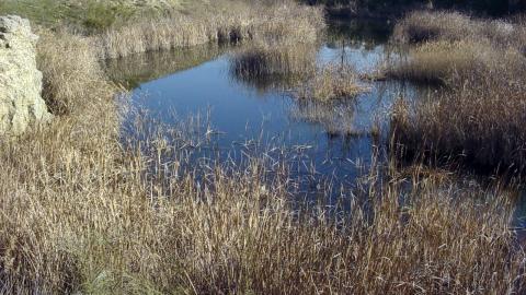 Humedales_Lagunas de Horna_Getafe