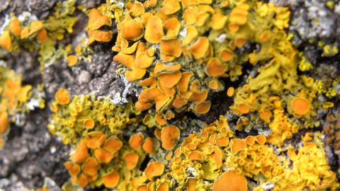 Flora_Xanthoria parietina